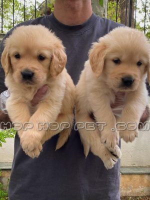 توله سگ گلدن رتریور ۲ ماهه ماده (۲)