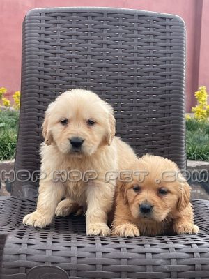 توله سگ گلدن رتریور ۲ ماهه ماده