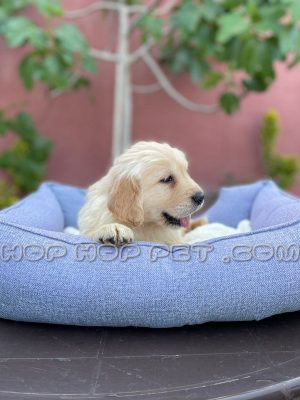 توله سگ گلدن رتریور ۲ ماهه نر (۲)