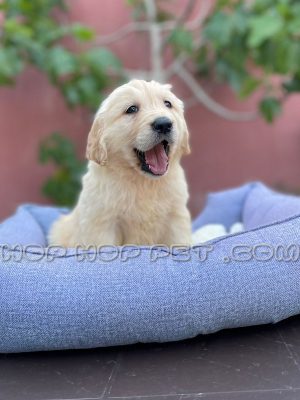 توله سگ گلدن رتریور ۲ ماهه نر