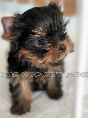 توله سگ یورکشایر سایز ریز ماده دو ماهه