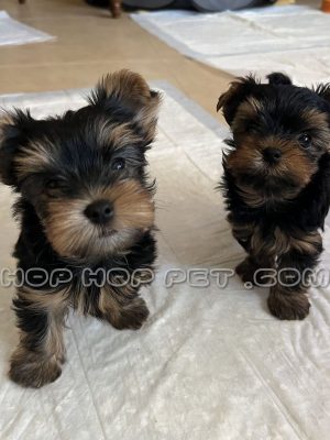 توله سگ یورکشایر سایز ریز نر دو ماهه