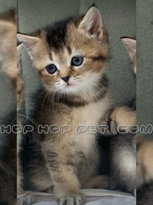 توله گربه بریتیش گلد ماده یک ماهه (۱)