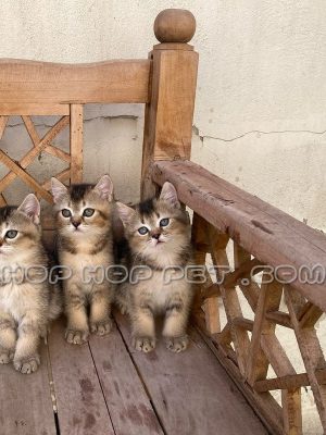 توله گربه بریتیش گلد نر یک ماهه (۲)