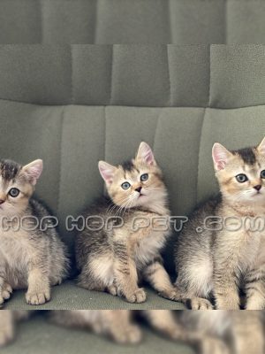 توله گربه بریتیش گلد نر یک ماهه