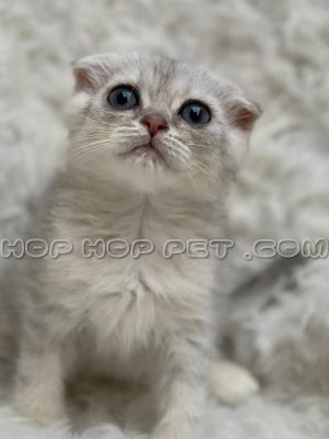 اسکاتش فولد سه ماهه خاکستری روشن چشم آبی