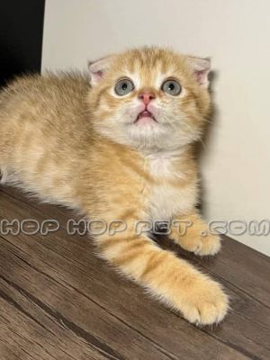 بچه گربه اسکاتیش فولد مو کوتاه گلدن چینچیلا