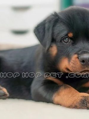 توله سگ روتوایلر شش ماهه اصیل