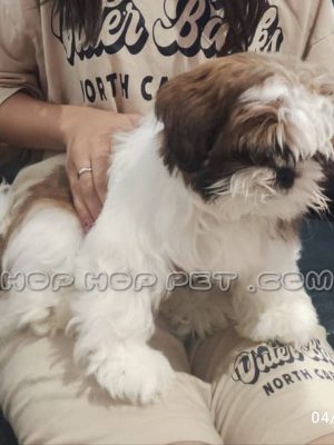 توله شیتزو تری کالر دو ماهه اصیل