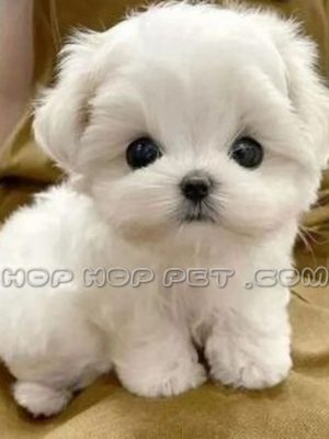 توله مالتیز نر طلایی اصیل دو ماهه