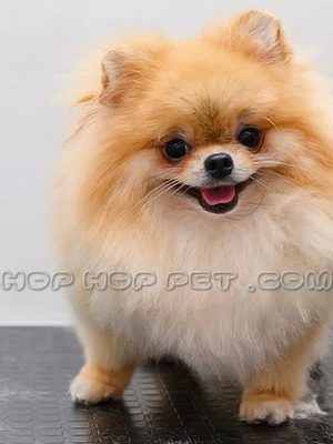 توله پامر خرسی کرم خاکستری دو و نیم ماهه