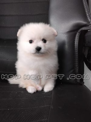 توله پامرانین کرم رنگ ۵۰ روزه