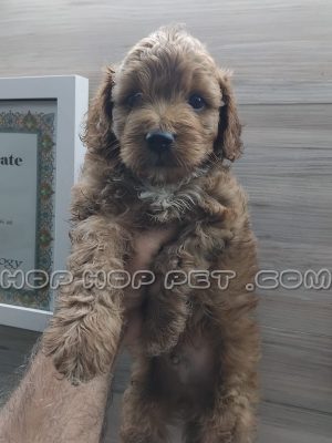 توله پودل دو ماهه نر دارچینی