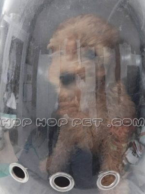 توله پودل فندقی چهار ماهه چشم تیله ای