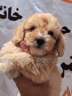 توله پودل هشت هفته نسکافه ای