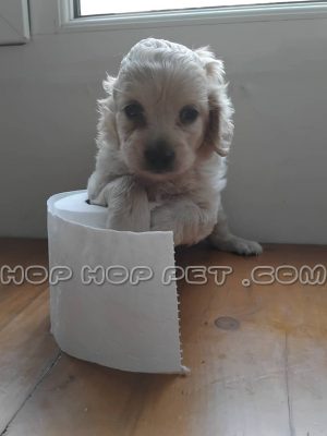 توله پودل کرم خاکستری پنجاه روزه