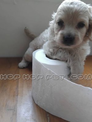 توله پودل کرم خاکستری پنجاه روزه ۱