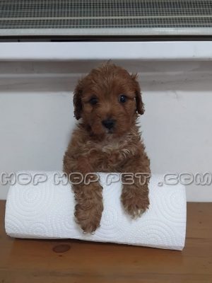 توله پودل ۴۰ روزه دارک رد