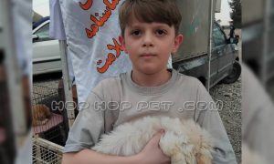 رضایت آقا تیام از خرید توله مالتیز چهار ماهه ماسه ای