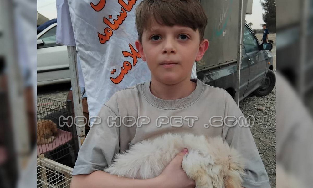 رضایت آقا تیام از خرید توله مالتیز چهار ماهه ماسه ای