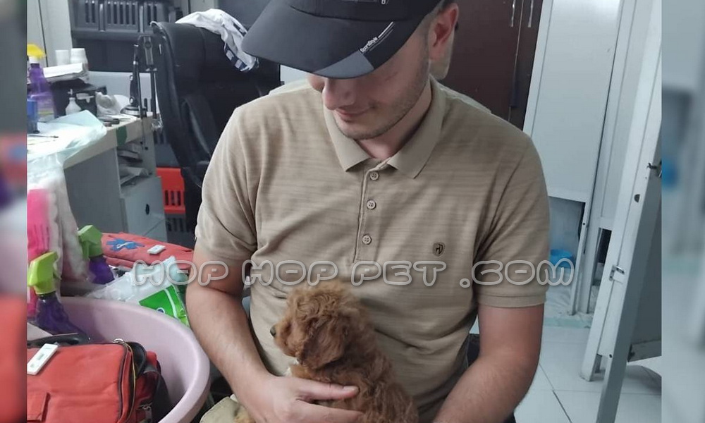 رضایت آقا یاشار از خرید توله پودل دارک رد چهار ماهه