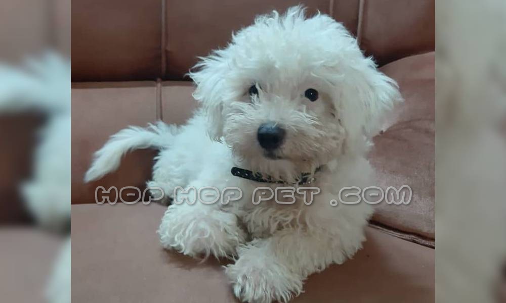 رضایت خانم درویشی از خرید توله پودل صدفی دو ساله ۱