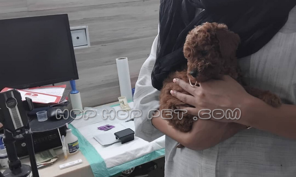 رضایت خانم سلیمانی از توله پودل گردویی سه ماهه