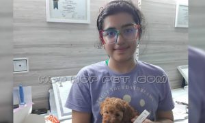 رضایت خانم مازندرانی خرید از توله پودل ماده