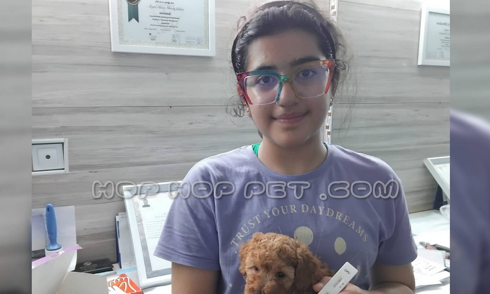 رضایت خانم مازندرانی خرید از توله پودل ماده