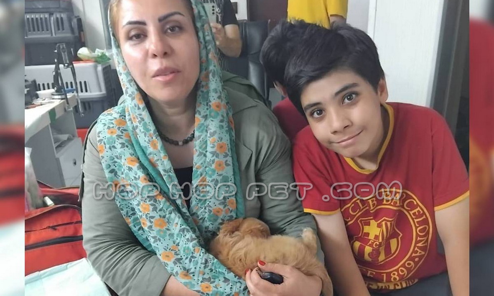 رضایت خانواده از خرید توله پیکینیز ۴۵ روزه نسکافه ای