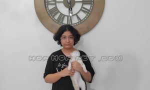 رضایت مشتری از خرید بچه گربه بریتیش شورت هیر پنج ماهه