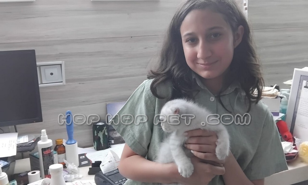 رضایت مشتری از خرید بچه گربه پرشین اصیل خاکستری روشن دو ماهه