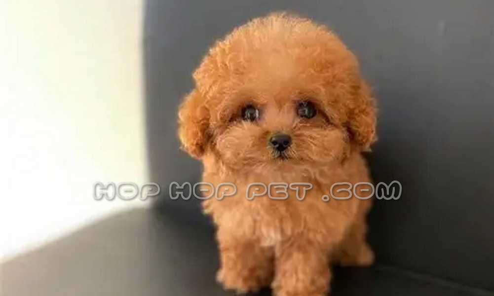 رضایت مشتری از خرید توله پودل دارک رد ۵۰ روزه