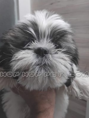 شیتزو تری کالر سوپر فلت ماده دو ماهه