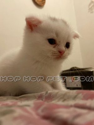چهار توله گربه اصیل نژاد اسکاتیش فولد سفید رنگ دو ماهه ۱