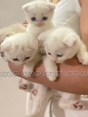 چهار توله گربه اصیل نژاد اسکاتیش فولد سفید رنگ دو ماهه