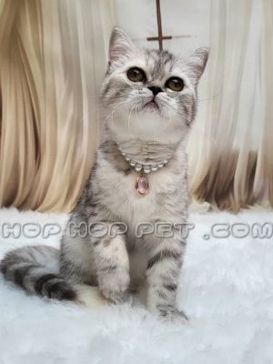 بچه گربه بریتیش شورت‌هیر ۴ ماهه