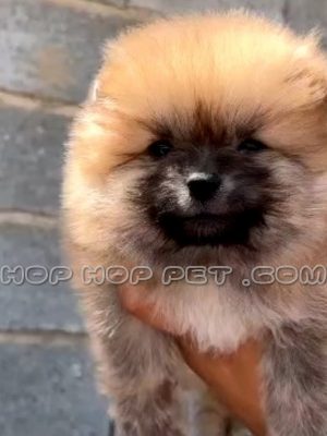 توله پامرانین خرسی پرتقالی ۲ ماهه ماده