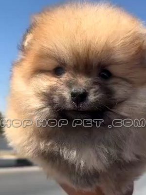 توله پامرانین خرسی پرتقالی ماده ۲ ماهه