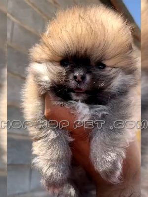 توله پامرانین خرسی پرتقالی نر ۲ ماهه