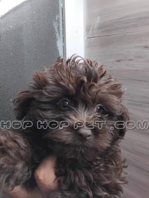 توله پودل شکلاتی تیره ۲٫۵ ماهه ماده