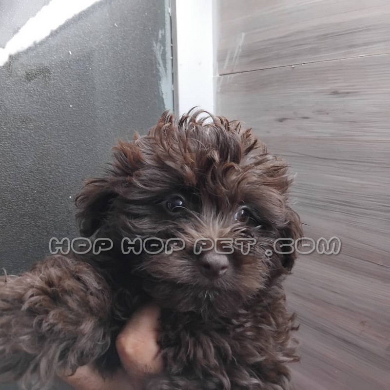 توله پودل شکلاتی تیره ۲٫۵ ماهه ماده توله پودل شکلاتی تیره ۲٫۵ ماهه ماده