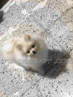 سگ پامرانین روباهی سفید نباتی ۱ ساله