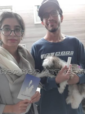 توله سگ شیتزو تری کالر ماده دو ماهه