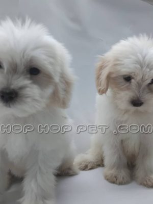 توله سگ مالتیز عروسکی سفید دو ماهه ماده