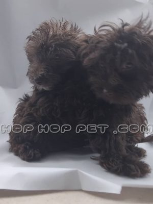 توله سگ مالتیپو دارک رد سه ماهه ماده (۱)