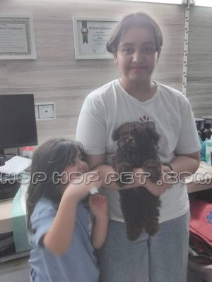 توله سگ مالتیپو دارک رد سه ماهه ماده (۲)