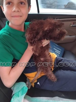 توله سگ مالتیپو دارک رد سه ماهه نر