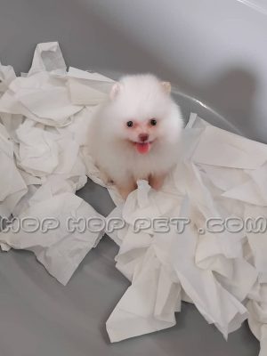 توله سگ پامر خرسی ماده سفید یک ماهه (۳)