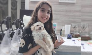 توله سگ پودل شیری ماده ۲ ماهه (۲)